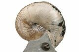 Fossil Hoploscaphites Ammonite - South Dakota #131224-1